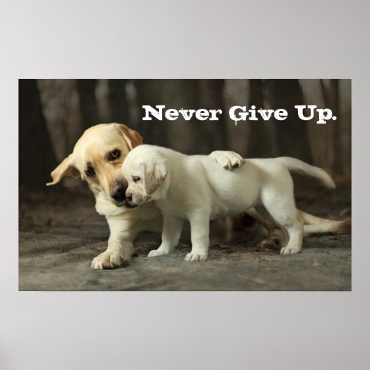 Yellow Labrador Retriever Poster (Vorne)