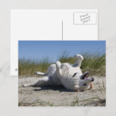 Yellow Labrador Retriever Postkarte (Vorne/Hinten)