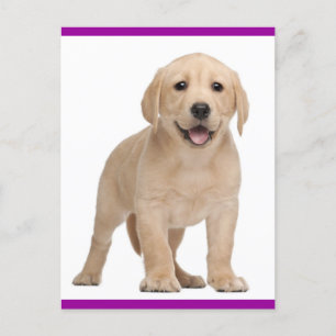 Yellow Labrador Retriever Puppy Dog Postcard Postkarte