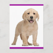 Yellow Labrador Retriever Puppy Dog Postcard Postkarte (Vorderseite)