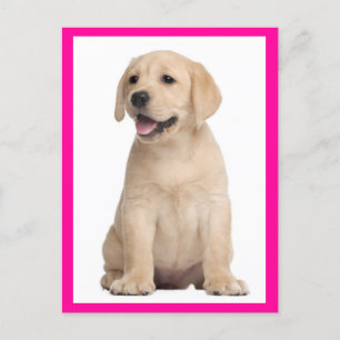 Yellow Labrador Retriever Puppy Dog Postcard Postkarte