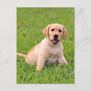 Yellow Labrador Retriever Puppy Dog Postcard Postkarte