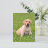 Yellow Labrador Retriever Puppy Dog Postcard Postkarte (Stehend Vorderseite)