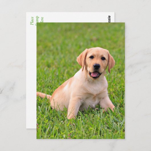 Yellow Labrador Retriever Puppy Dog Postcard Postkarte (Vorne/Hinten)