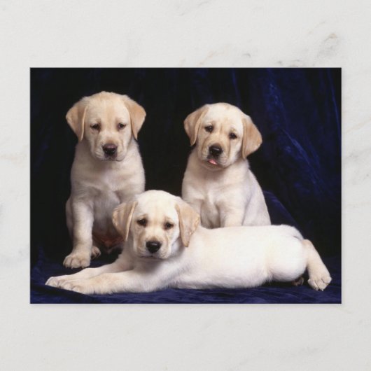 Yellow Labrador Retriever Puppy Dog Postcard Postkarte (Vorderseite)