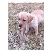 Yellow Labrador Retriever Puppy Foto Print (Vorne)