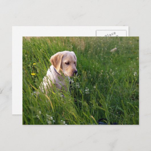Yellow Labrador Retriever Puppy in Groß Postkarte (Vorne/Hinten)
