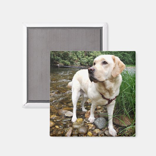 Yellow Labrador Retriever Stately Pose Magnet (Vorderseite/Rückseite)