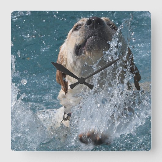 Yellow Labrador Retriever Water Dog Quadratische Wanduhr (Vorderseite)