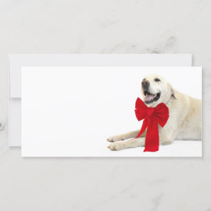 Yellow labrador Weihnachten