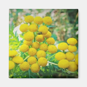 Yellow Lady Bug auf Tansy Blume Magnet
