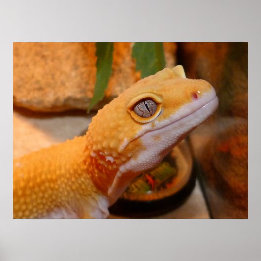 Yellow Leopard Gecko Lizard Poster (Vorne)