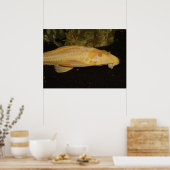 Yellow Leopard Sailfin Pleco Poster (Küche)