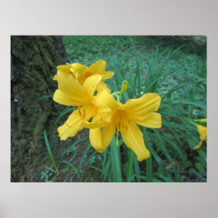 Yellow Lilies Poster