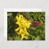 Yellow Lilies Postkarte (Vorne/Hinten)
