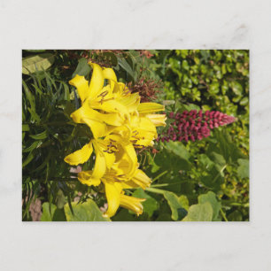Yellow Lilies Postkarte