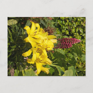 Yellow Lilies Postkarte