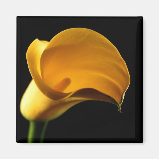 Yellow Lilly Magnet (Vorne)
