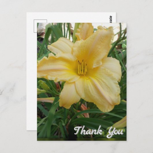 Yellow Lily Blume Danke, Postcard Postkarte (Vorne/Hinten)