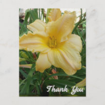 Yellow Lily Blume Danke, Postcard