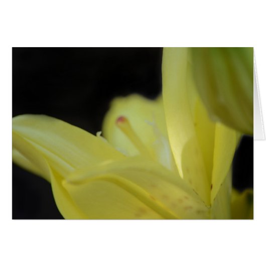 Yellow Lily by Shirley Taylor (Vorderseite (Horizontal))