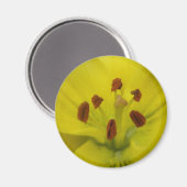 Yellow Lily Floral Magnet (Vorderseite/Rückseite)
