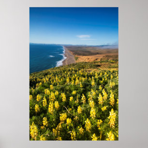 Yellow Lupine Above Point Reyes Beach At Point Poster