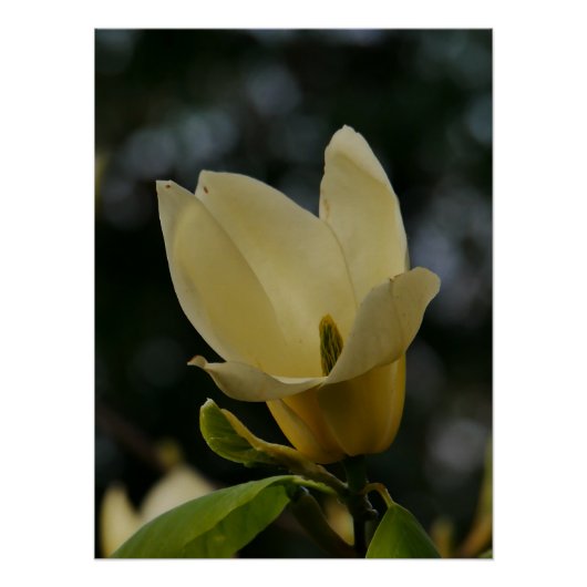 Yellow Magnolia Poster (Vorderseite)
