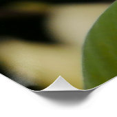 Yellow Magnolia Poster (Ecke)