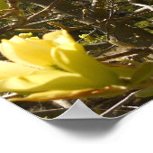 Yellow Magnolia Tree Poster (Ecke)