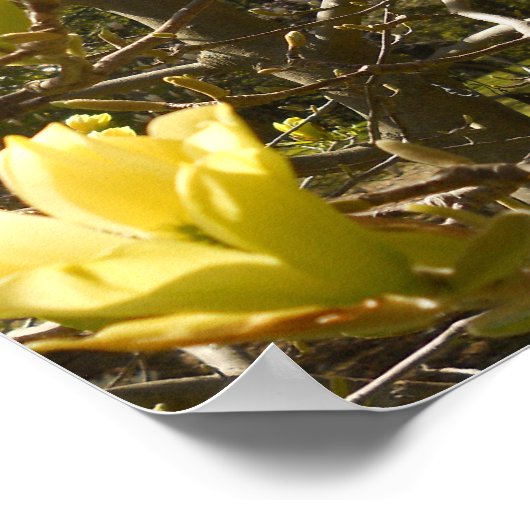 Yellow Magnolia Tree Poster (Ecke)