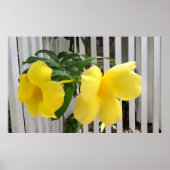 Yellow Mandevilla Poster (Vorne)