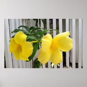 Yellow Mandevilla Poster