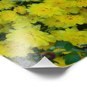 Yellow Margarita Daisy Blume Foto Print (Ecke)