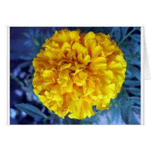 Yellow Marigold