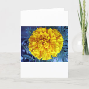 Yellow Marigold Feiertagskarte