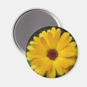 Yellow Marigold Macro Magnet (Vorderseite/Rückseite)