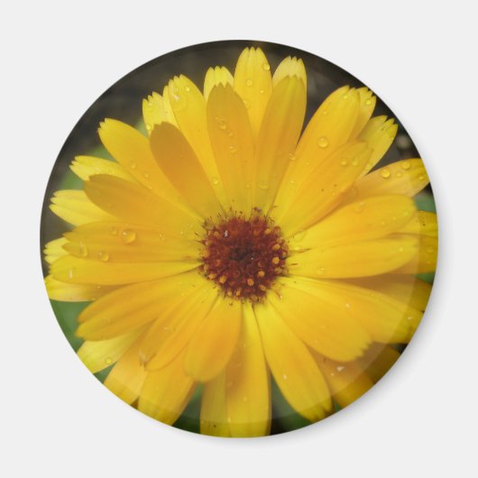 Yellow Marigold Macro Magnet (Vorne)