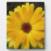 Yellow Marigold Macro Plaque Fotoplatte (Vorderseite)