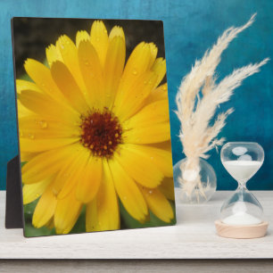 Yellow Marigold Macro Plaque Fotoplatte