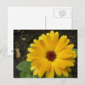 Yellow Marigold Macro Postcard Postkarte (Vorne/Hinten)