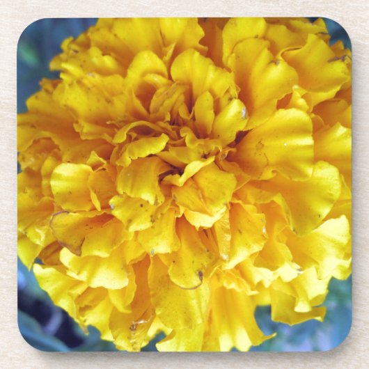 Yellow Marigold Untersetzer (Vorderseite)