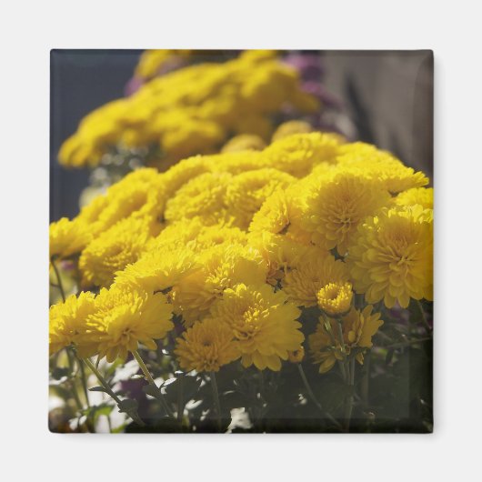 Yellow marigolds bask in sunlight magnet (Vorne)