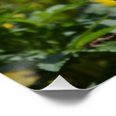 Yellow Marigolds Macro Poster (Ecke)