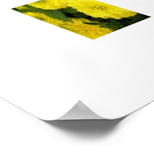 Yellow Marigolds Poster (Ecke)
