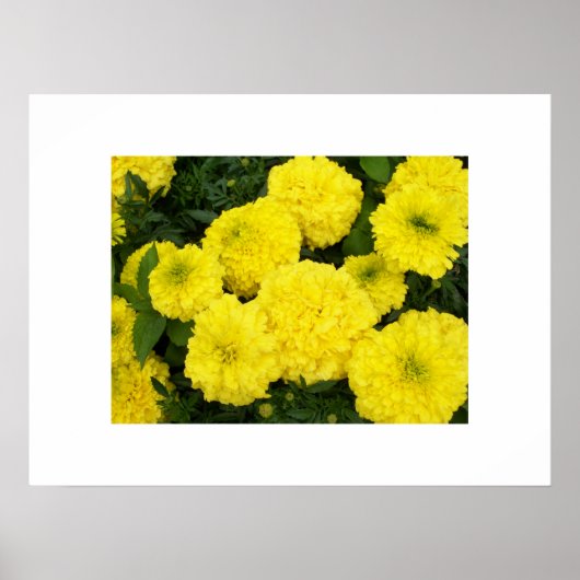 Yellow Marigolds Poster (Vorne)