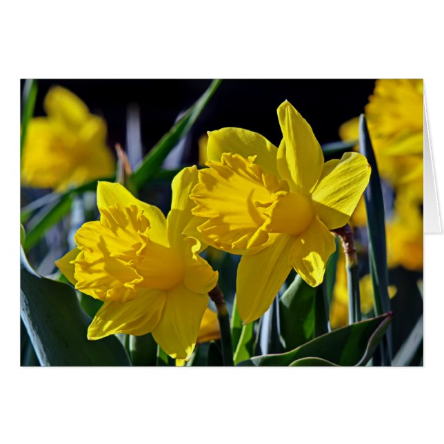 Yellow Mates (Vorderseite (Horizontal))