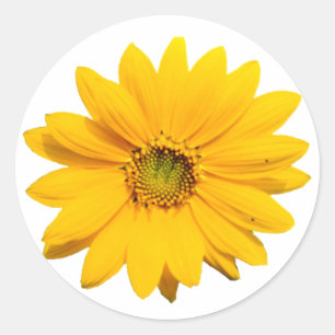 Yellow Mini Sonnenblume - Winzige Baby Sonnenblume Runder Aufkleber