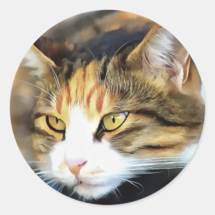 Yellow Mit Augen Calico Katze Realistisches Pet Po Runder Aufkleber