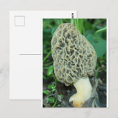 Yellow Morel Mushroom Postkarte (Vorne/Hinten)